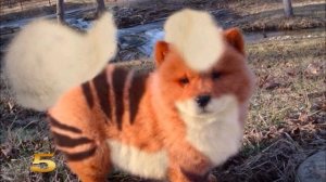 Как выглядят покемоны в реальной жизни!? Pixelmon / Smosh - Pokemon in Real Life