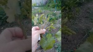 виноград к ш гелиодор