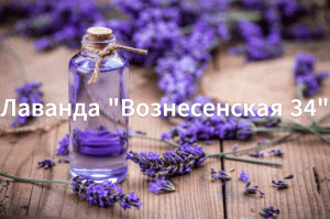 Как сажать лаванду. Высаживаем рассаду лаванды в открытый грунт. Сорт лаванды "Вознесенская 34"