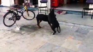 ВОЛК против РОТВЕЙЛЕРА ! КТО СИЛЬНЕЕ ?