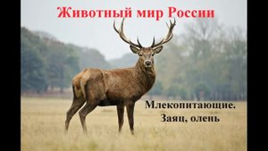 Млекопитающие. Заяц, олень