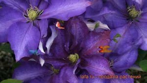 Клематис крупноцветковый Даниэль Деронда ? обзор: как сажать, саженцы клематиса Даниэль Деронда