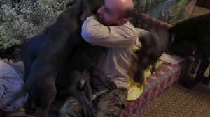 Потрясающие собаки немецкого дога! Продам щенков немецкого дога  супер видео