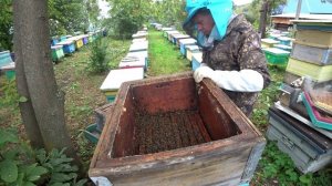 КАК СФОРМИРОВАТЬ УЛЕЙ РУТА ДЛЯ ЗИМОВКИ НА ВОЛЕ В ДВУХ КОРПУСАХ.
