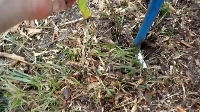 Посадка леса дубов/Oak forest planting смотреть онлайн