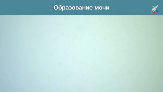 Строение и функции выделительной системы