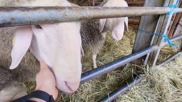 Бараны Мериноландшаф! Каких овец выбрать? Мясошёрстная порода овец! Овцеводство