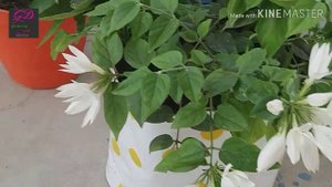 downy Jasmine/star Jasmine plant care and tips | कुंदे के फूल के बारे में पूरी जानकारी |