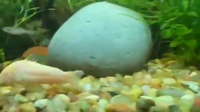 Panda Garra Freshwater Fish