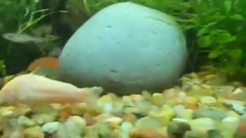 Panda Garra Freshwater Fish