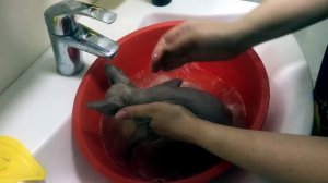 Как купать сфинкса. Ухаживаем за канадским сфинксом