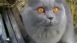 Приколы с котами Говорящий Кот матерится!