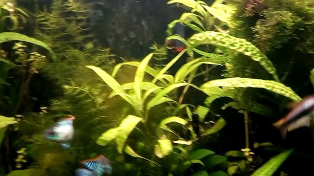 Водоросли 3: перекись спасла, идём на поправку смотреть онлайн