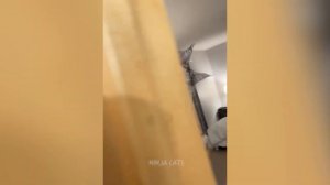 Забавные животные№109