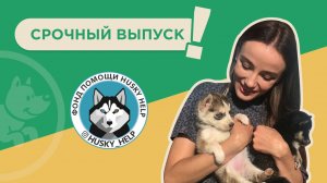 Срочный выпуск! Щенки ХАСКИ ХЭЛП ищут дом