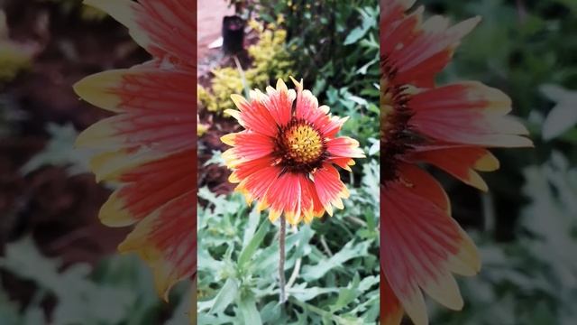 ♡ Gaillardia Aristata ♡