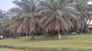 #46 Африканская свадьба дочери (01) / Едем в столицу. Наша гостиница на полпути.