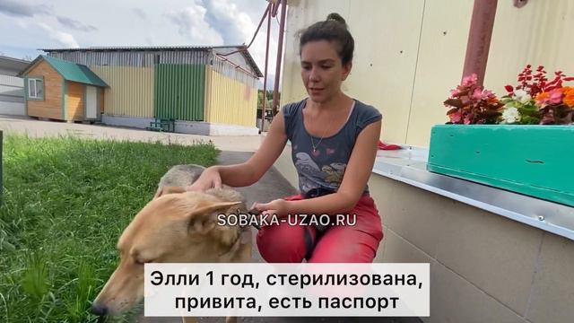 Элли ищет хозяина! Приют «Щербинка» SOBAKA-UZAO.RU смотреть онлайн