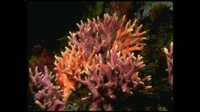 Презентация морские кишечнополостные презентация