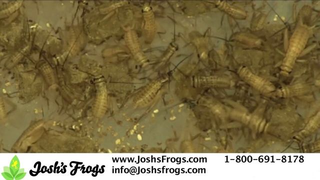 Tree Frogs as Pets смотреть онлайн