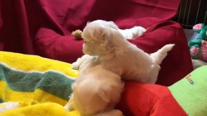 Щенкам месяц! Мальтипу. Милое видео с щенками