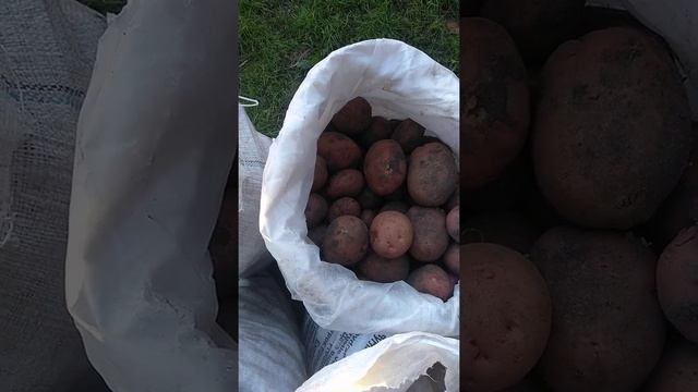 Картопля Віринея, 2021...Сподобаляся жінці... смотреть онлайн