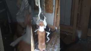 Наши стаффорды развлекаются