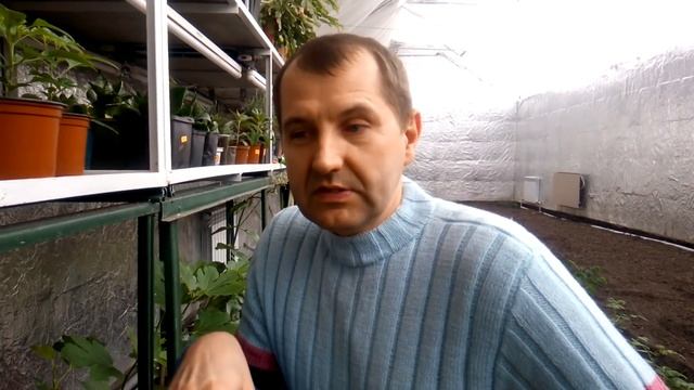 Апельсин Вашингтон Новел зацвел. смотреть онлайн