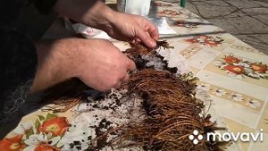 Как упаковать рассаду клубники, для отправки почтой.