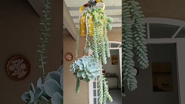 Echeveria pendente + Rabo de Burro. смотреть онлайн