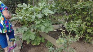 Сад Огород на Кубани, что растет ,особенности Садоводства