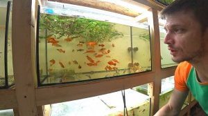 Кормление аквариумных рыбок!