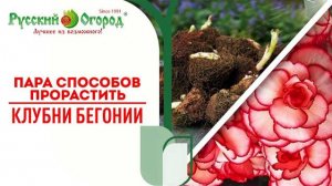 ПРАВИЛЬНЫЙ #ПОДХОД К КЛУБНЯМ #БЕГОНИИ НАЧИНАЕТСЯ В МАРТЕ!