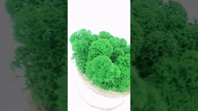 Стабилизированный мох в кашпо