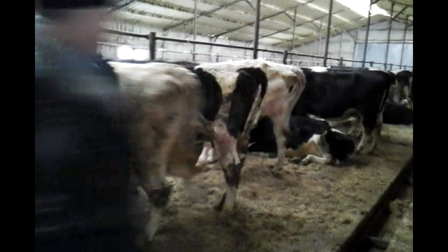 selling breeding heifers our contacts +79063333941. смотреть онлайн