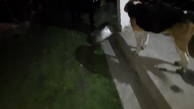 собака светятся глаза смотреть онлайн