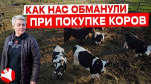 Обман при покупке коров или как выбирать коров правильно | Молочное животноводство | КУЛЬТИВАТОР