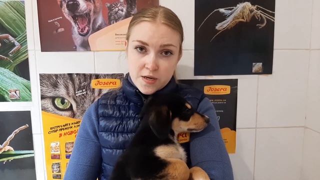 КАК ПРАВИЛЬНО ПЕРЕВЕСТИ ЖИВОТНОЕ С НАТУРАЛЬНОЙ ЕДЫ НА СУХОЙ КОРМ. Советы Ветеринарного Врача смотреть онлайн