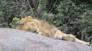 Serengeti Cats