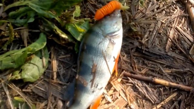 Рыбалка в Новочеркасске.р.Аксай.По хищнику... смотреть онлайн