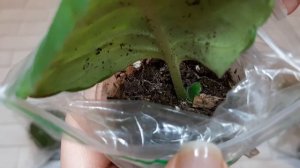 Укорененные листья глоксиний долго не дают росток.А укорененные фрагменты глоксиний уже с росточкам