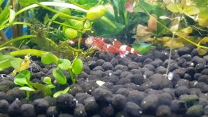 Аквариумные креветки тайвани Ред Ван!