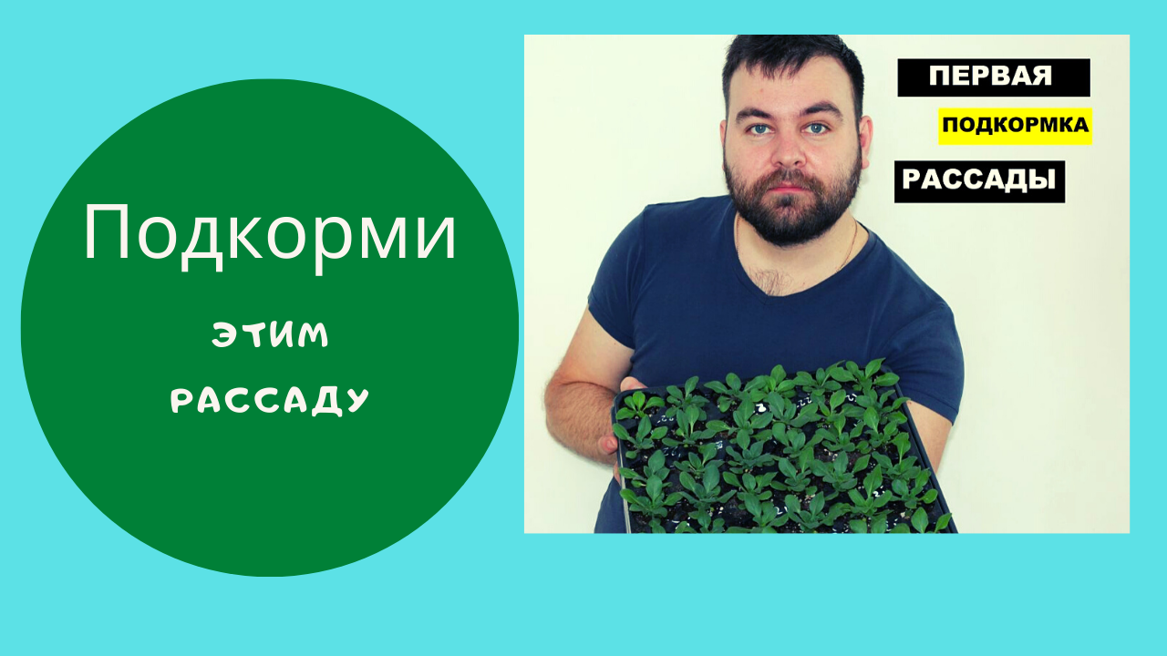 Первая подкормка рассады
