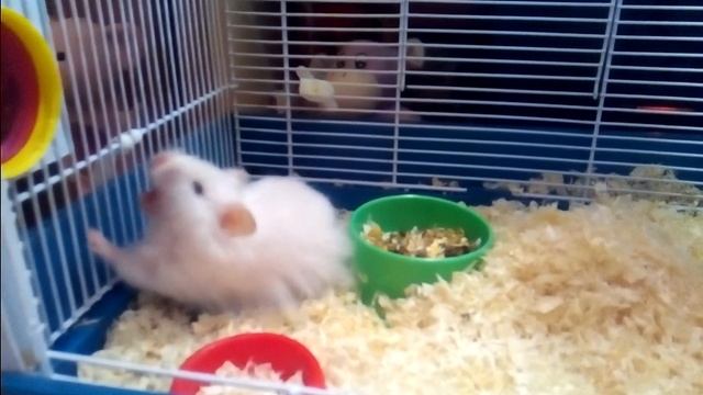 Животные зевают смотреть онлайн