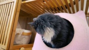 СТЫДНЫЕ ИСТОРИИ ЩЕНКА ИЗ ДЕТСТВА ГЛАЗАМИ СОБАКИ В ДЕНЬ РОЖДЕНИЯ СОФИ