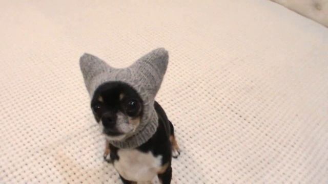 Мультик в шапочке "Волчок" Приглашение на МК по вязанию шапочки для маленькой собачки. смотреть онлайн