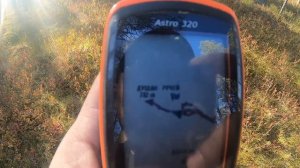 Воспитание щенка лайки для  охоты. Охота с  Качей.