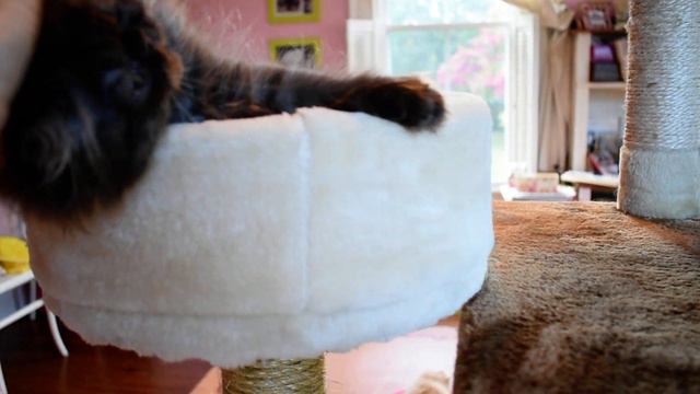 Those Persian Kittens LOVE Their 87" Ultimate Kitten and Cat Playstation смотреть онлайн