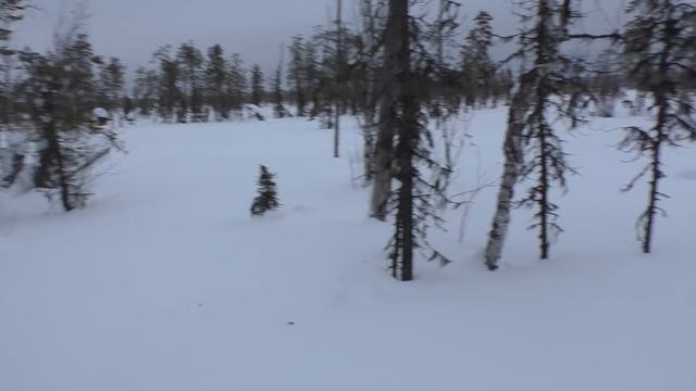 ОХОТА НА БОРОВУЮ ДИЧЬ В ТЯЖЁЛЫХ УСЛОВИЯХ / БРОЖУ ПО БОЛОТУ НА ЛЫЖАХ / ШИРОКИЕ ЛЫЖИ ЕЩЁ ХУЖЕ ТАЩИТЬ. смотреть онлайн