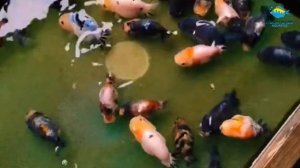 Ranchu Goldfish in the Goldfish Fish Farm - Beautiful Top View of Goldfish